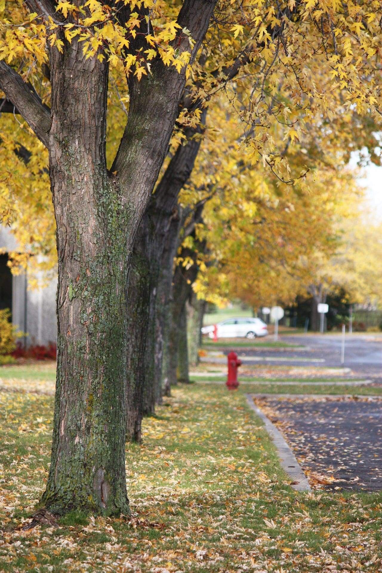 Une rangée d'arbres aux feuilles jaunes borde une zone herbeuse à côté d'une rue. Une bouche d'incendie rouge est visible le long du trottoir, et on aperçoit une voiture à l'arrière-plan. Des feuilles tombées couvrent le sol, créant une scène d'automne.