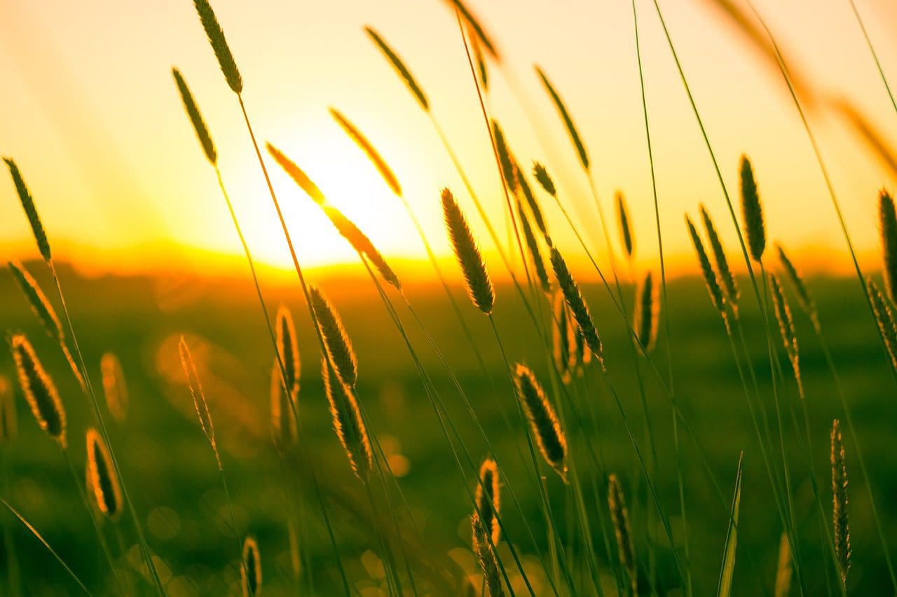 Vue d'un coucher de soleil à travers des herbes hautes, le soleil jetant une lueur dorée sur le paysage. Les tiges d'herbe se découpent sur le ciel lumineux et chaud, créant une scène sereine et paisible.