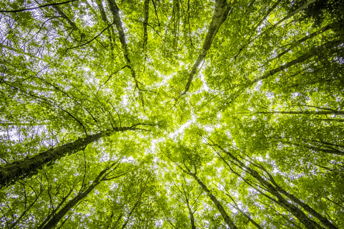 Vue vers le haut de grands arbres aux feuilles vertes luxuriantes, créant une canopée dense. La lumière du soleil filtre à travers les feuilles, projetant une lueur brillante et vibrante sur le feuillage. Les troncs semblent longs et minces, convergeant vers le centre de l'image.