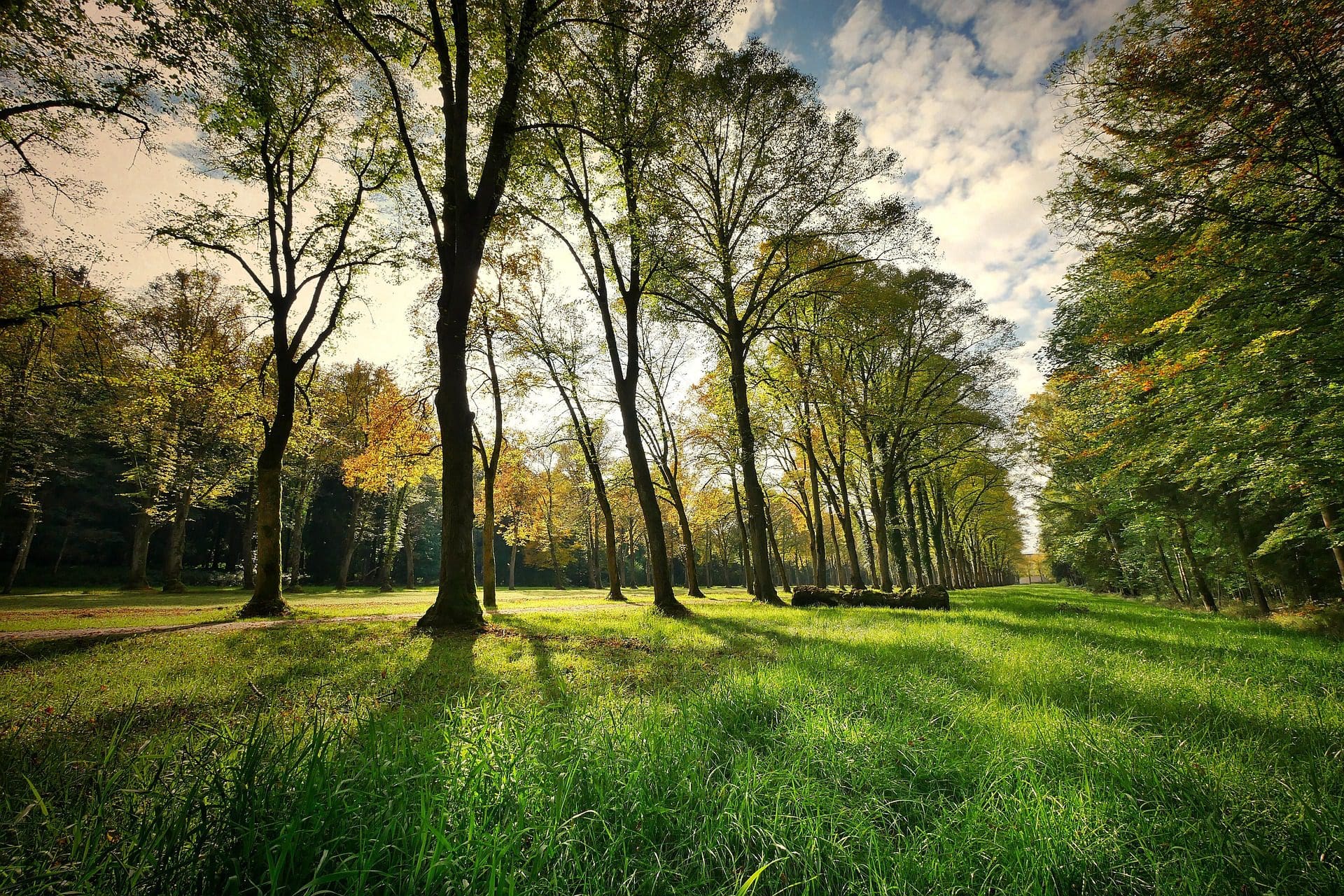 "Une scène de forêt sereine avec de grands arbres au soleil